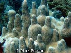 Pillar Coral by Mark Reasor 
